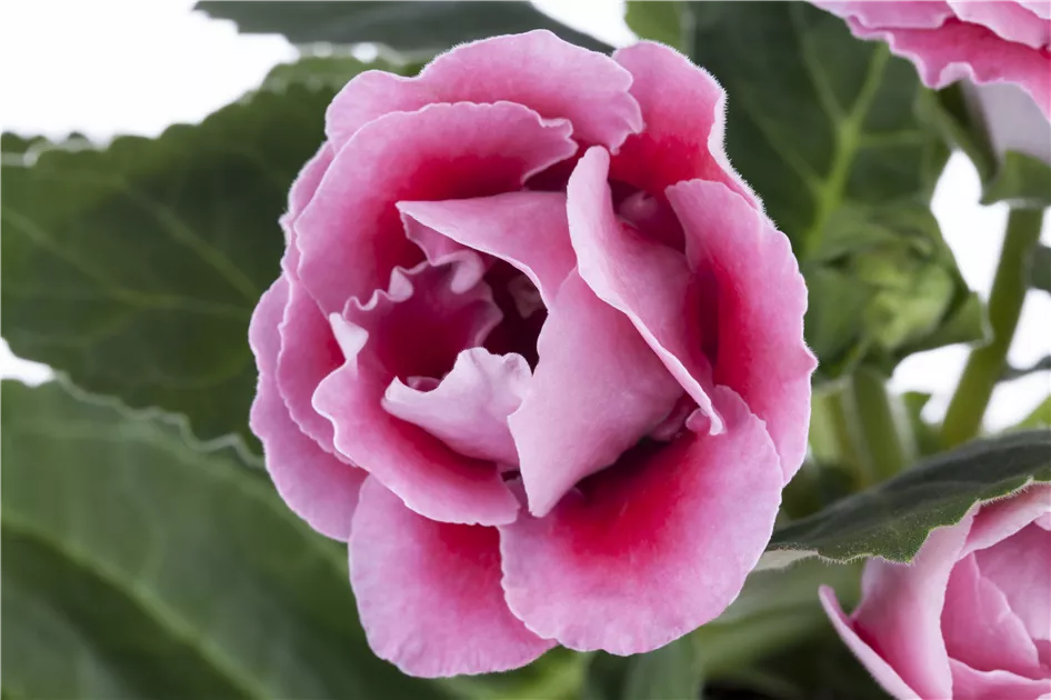 hibiscus variegata zimmerpflanze Hibiscus rosa-sinensis 'Variegata' 4,99€ bis 29,99€ main image 0