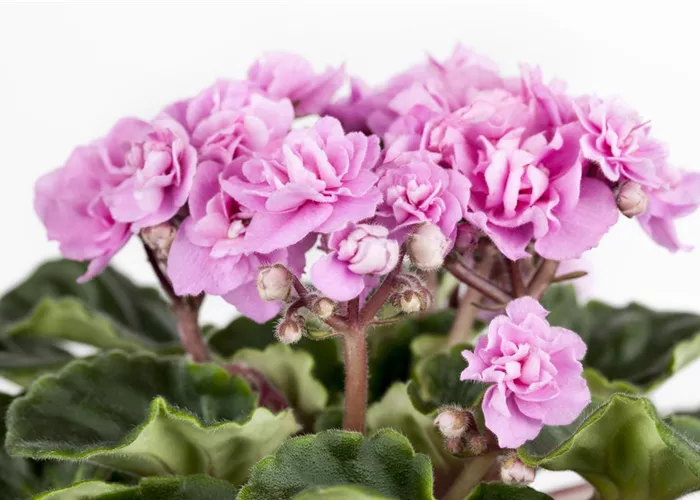 Saintpaulia ionantha, gefüllt