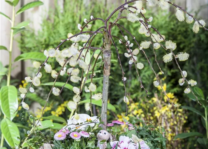 Salix caprea 'Pendula'