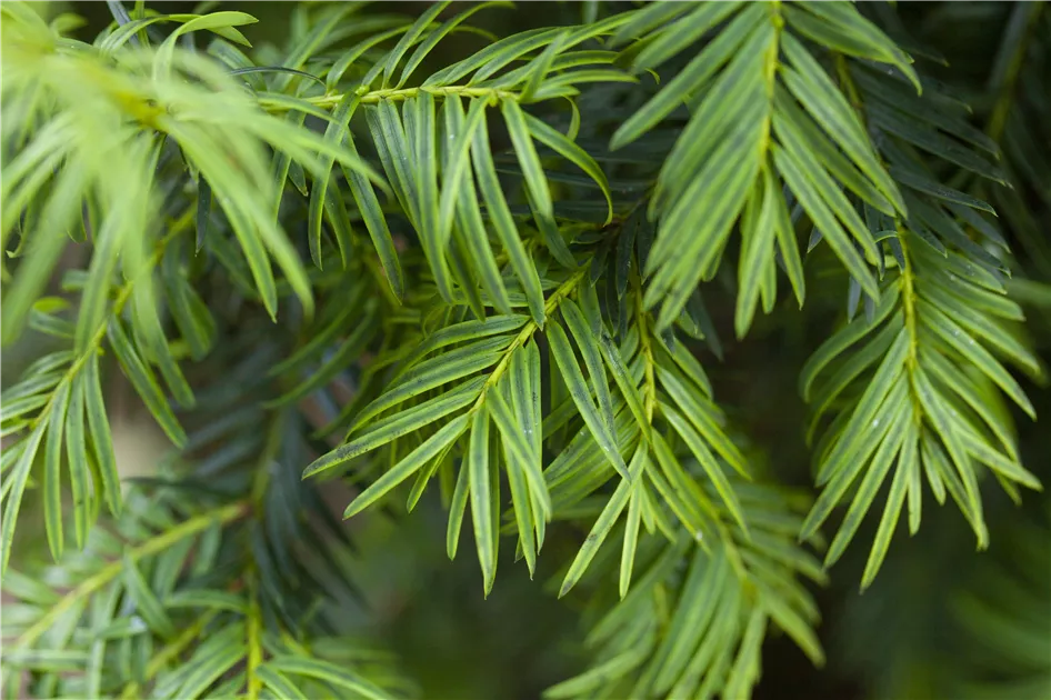 thuja occidentalis smaragd obi Thuja occidentalis 'Smaragd' Konifere (Lebensbaum) | 125-150 cm Im Topf main image 1