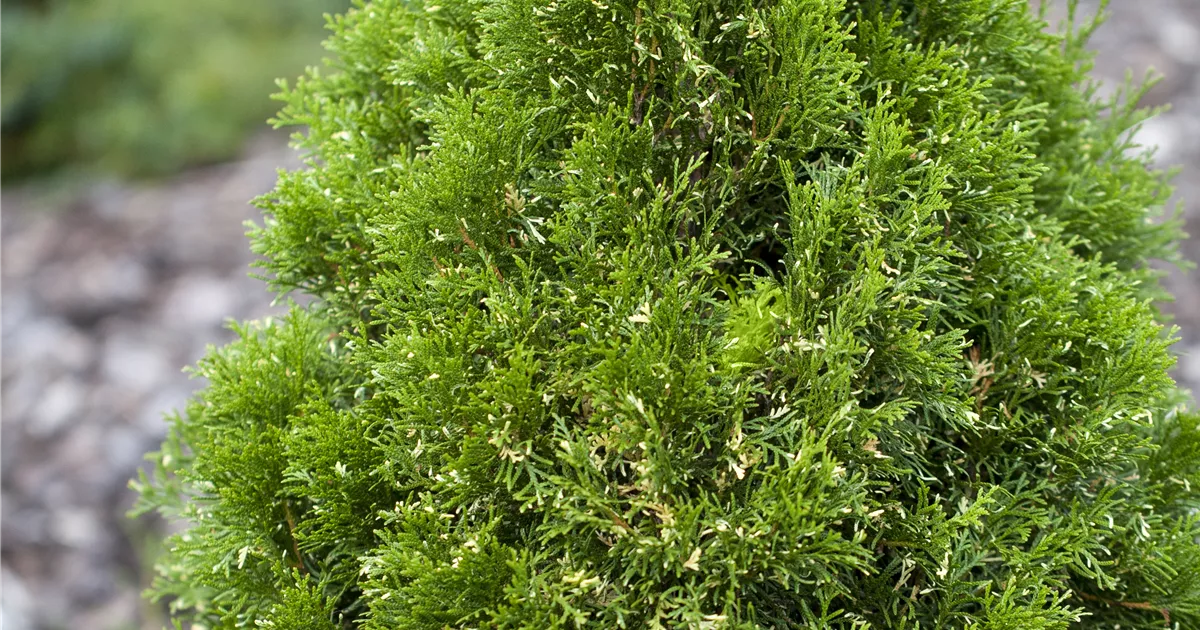 chinesische feige zimmerpflanze Ficus "Ginseng"