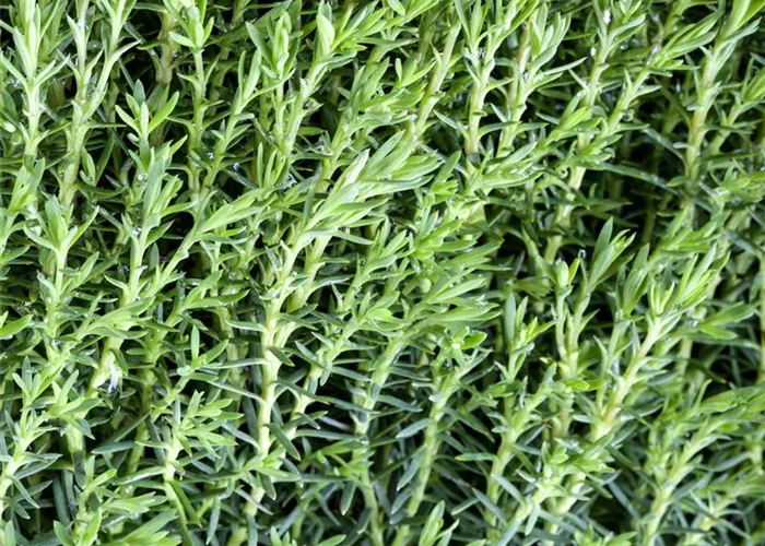 Thuja occidentalis 'Teddy'