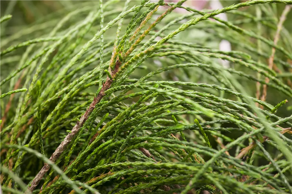 Thuja plicata 'Whipcord'