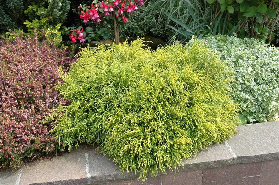 Thuja plicata 'Whipcord'