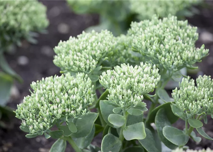 Sedum telephium