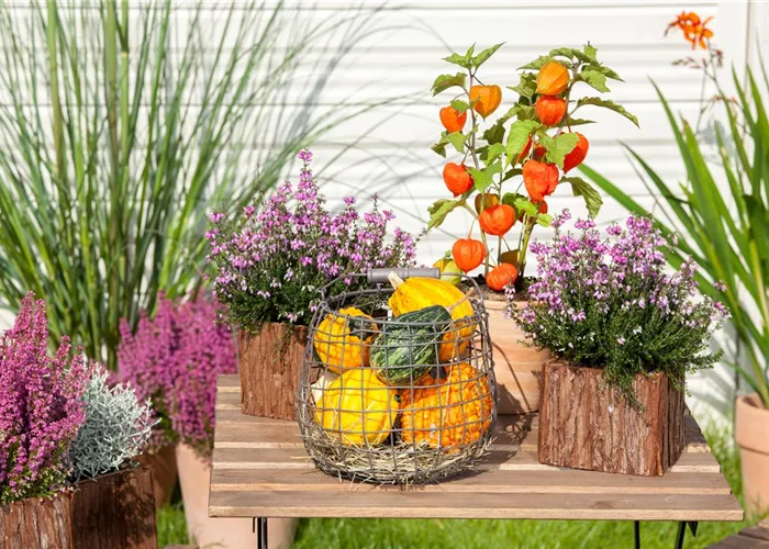 Mit der Lampionblume den Garten festlich schmücken