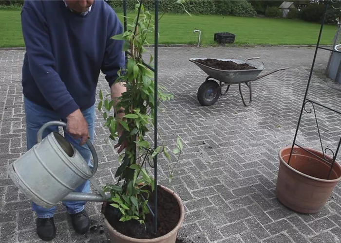 Immergrünes Geißblatt - Einpflanzen am Rankbogen